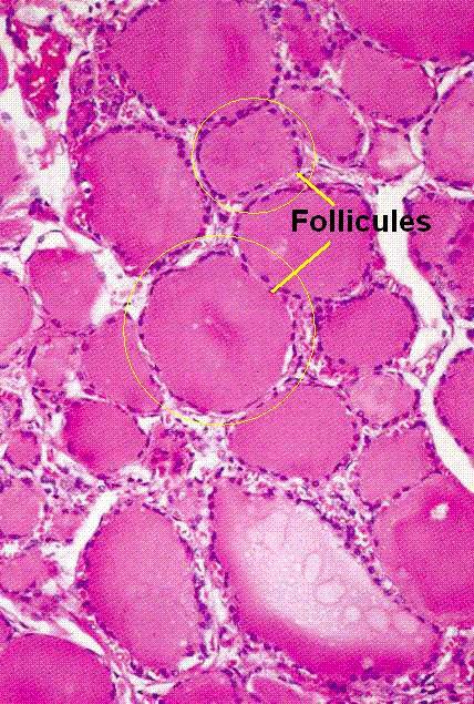 follicules-2.jpg