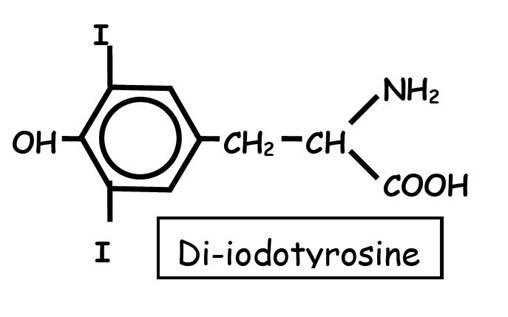 structure-di-iodotyrosine.jpg