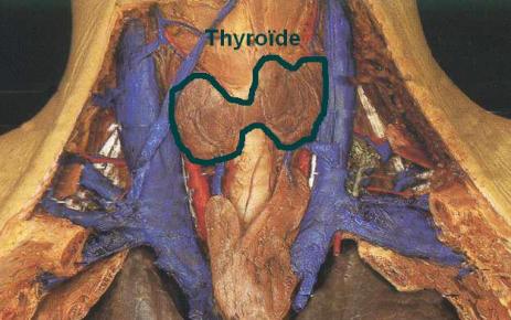 thyroide-2.jpg